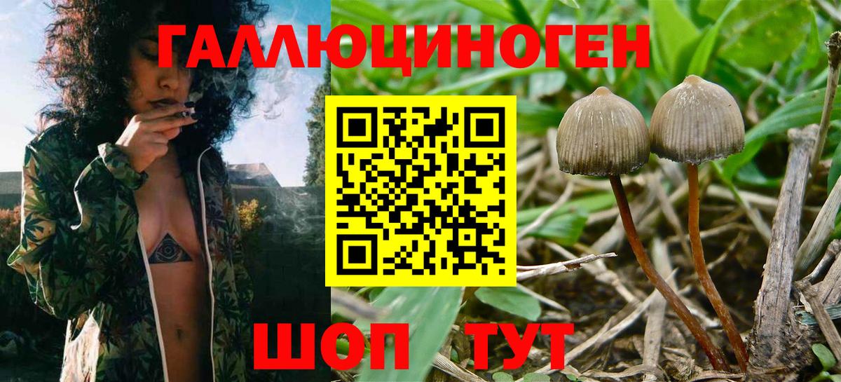 Псилоцибиновые грибы ЛСД  Вход с VPN  Свободный 